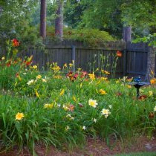 Как обеспечить достаточное увлажнение лилейников зимой. Описание растения