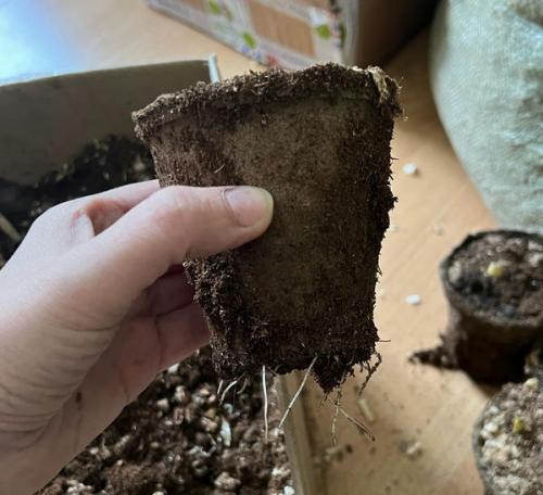 Уход за лилейниками зимой: основные рекомендации 03