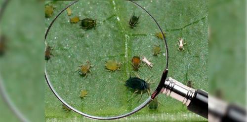 Как защитить хризантему Алла Пугачева от вредителей. Как понять, что хризантема поражена тлей