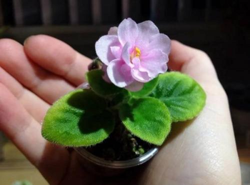 Какие условия необходимо создать для ее выращивания. Выращивание фиалок