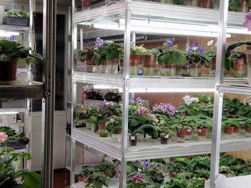 Какие условия необходимо создать для ее выращивания. Выращивание фиалок