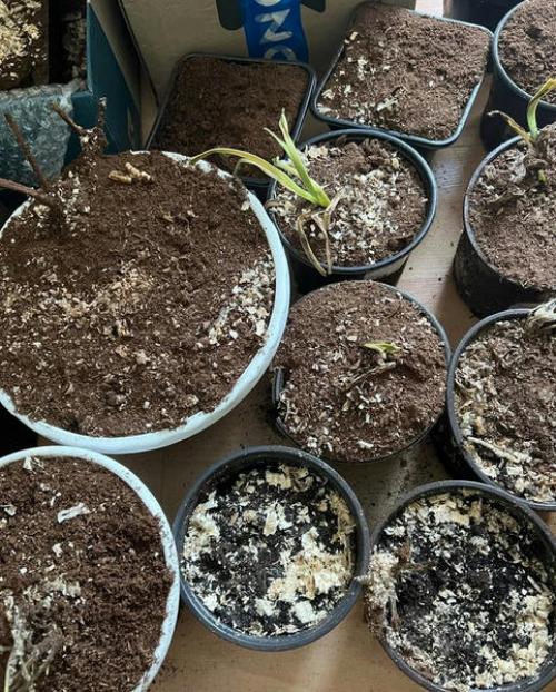 Уход за лилейниками зимой: основные рекомендации 05