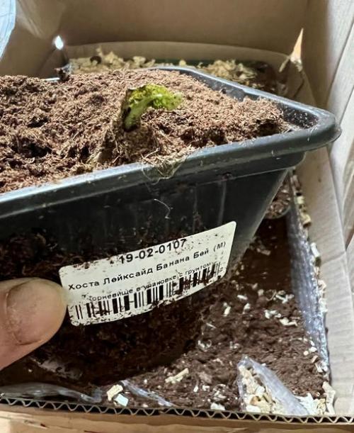 Уход за лилейниками зимой: основные рекомендации 04