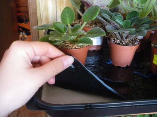 Какие условия необходимо создать для ее выращивания. Выращивание фиалок