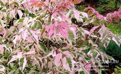 Как избавиться от клена навсегда. Как избавиться от клена на участке