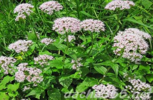 38 самых красивых полевых и луговых цветов 2022. Список полевых (луговых) цветов с фото, названиями и описанием 08