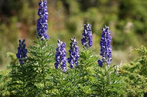 38 самых красивых полевых и луговых цветов 2022. Список полевых (луговых) цветов с фото, названиями и описанием 15