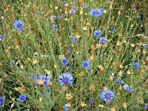 38 самых красивых полевых и луговых цветов 2022. Список полевых (луговых) цветов с фото, названиями и описанием 17