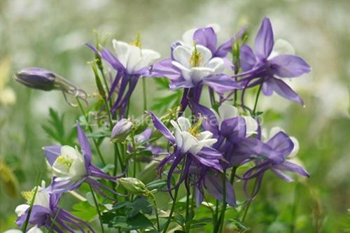 38 самых красивых полевых и луговых цветов 2022. Список полевых (луговых) цветов с фото, названиями и описанием 14