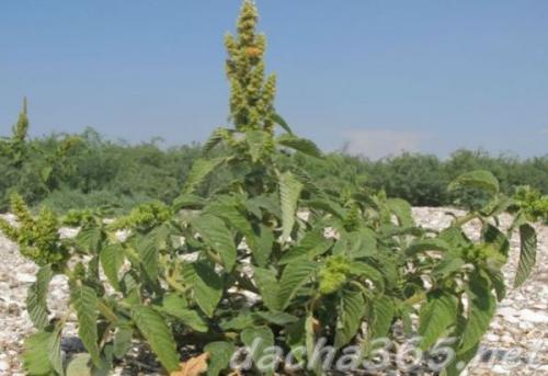 38 самых красивых полевых и луговых цветов 2022. Список полевых (луговых) цветов с фото, названиями и описанием 05