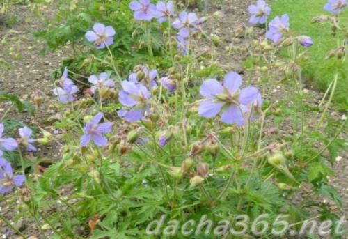 38 самых красивых полевых и луговых цветов 2022. Список полевых (луговых) цветов с фото, названиями и описанием 11