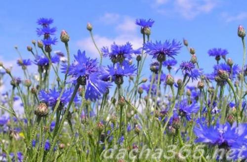 38 самых красивых полевых и луговых цветов 2022. Список полевых (луговых) цветов с фото, названиями и описанием 09