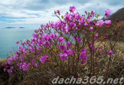 38 самых красивых полевых и луговых цветов 2022. Список полевых (луговых) цветов с фото, названиями и описанием 07