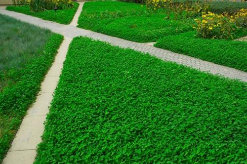 Выбираем белый клевер для газона. Белый клевер для газона, отзывы садоводов, фото, посев и выращивание 06