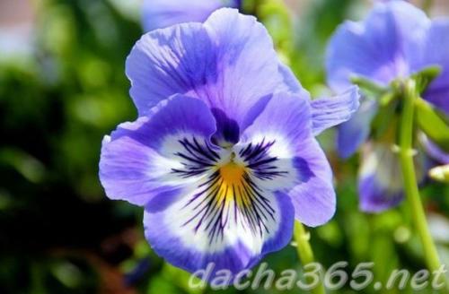 38 самых красивых полевых и луговых цветов 2022. Список полевых (луговых) цветов с фото, названиями и описанием 06