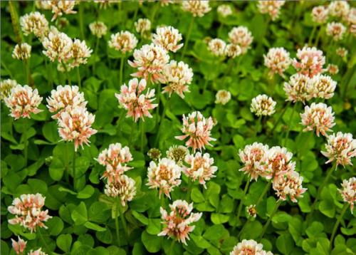 Выбираем белый клевер для газона. Белый клевер для газона, отзывы садоводов, фото, посев и выращивание 05