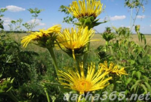 38 самых красивых полевых и луговых цветов 2022. Список полевых (луговых) цветов с фото, названиями и описанием 12