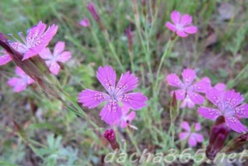 38 самых красивых полевых и луговых цветов 2022. Список полевых (луговых) цветов с фото, названиями и описанием 10