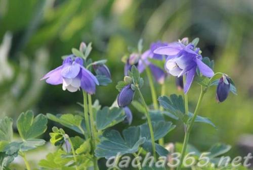 38 самых красивых полевых и луговых цветов 2022. Список полевых (луговых) цветов с фото, названиями и описанием 04