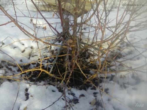 Плодовые деревья: подход к обрезке и оптимальное время года 04 Плодовые деревья: подход к обрезке и оптимальное время года 04