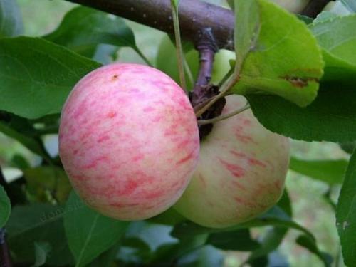 Плодовые деревья: подход к обрезке и оптимальное время года 02 Плодовые деревья: подход к обрезке и оптимальное время года 02