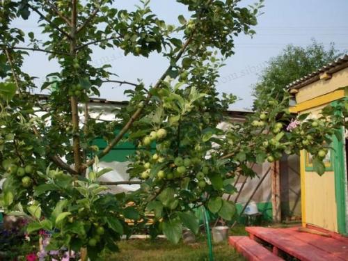 Плодовые деревья: подход к обрезке и оптимальное время года 01 Плодовые деревья: подход к обрезке и оптимальное время года 01