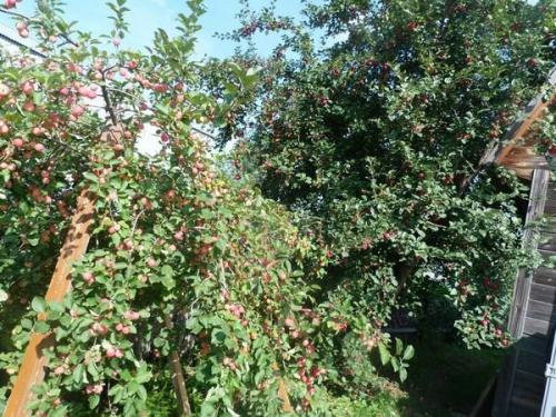 Плодовые деревья: подход к обрезке и оптимальное время года 05 Плодовые деревья: подход к обрезке и оптимальное время года 05