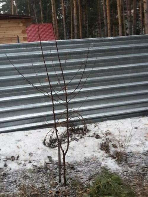 Плодовые деревья: подход к обрезке и оптимальное время года 03 Плодовые деревья: подход к обрезке и оптимальное время года 03