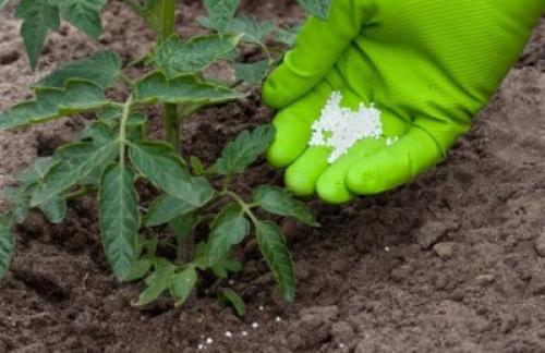 Как правильно подкармливать помидоры в открытом грунте. Сколько раз за сезон нужно кормить?