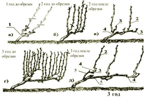 На каких ветках плодоносит персик. О последовательности формирования разных видов верхушек