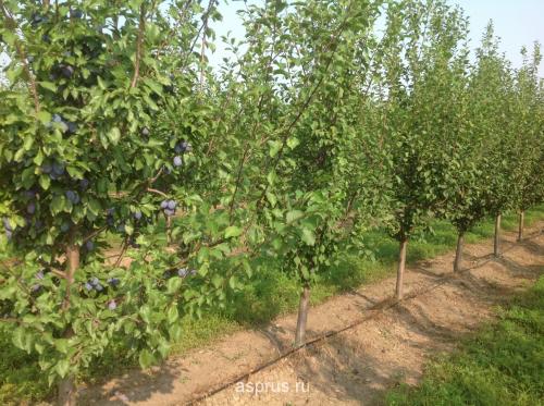 Улучшение урожайности и качества плодов с помощью агротехники выращивания сливы гармония 01