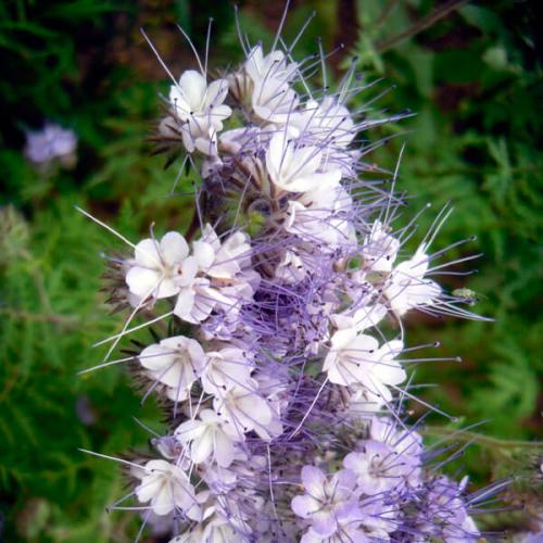 Сидераты для огорода осенью, что лучше. Что делать осенью с сидератами, когда сеять и нужно ли закапывать