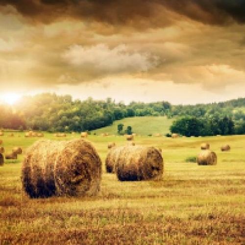 Что лучше для огорода сено или солома. Чем отличается сено от соломы