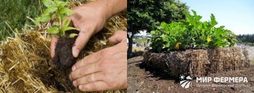 Что лучше для огорода сено или солома. Чем отличается сено от соломы