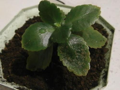 Белые пятна на листьях каланхоэ. Каланхоэ - болезни листьев