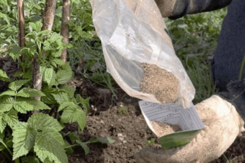 Можно ли вносить навоз осенью под малину. Минеральные удобрения