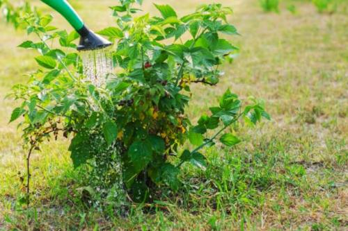 Можно ли вносить навоз осенью под малину. Минеральные удобрения