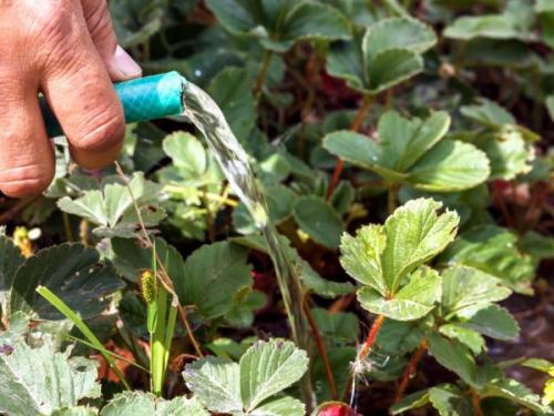 Можно ли вносить навоз осенью под клубнику. Осенняя подкормка клубники — правила, сроки и дозировка