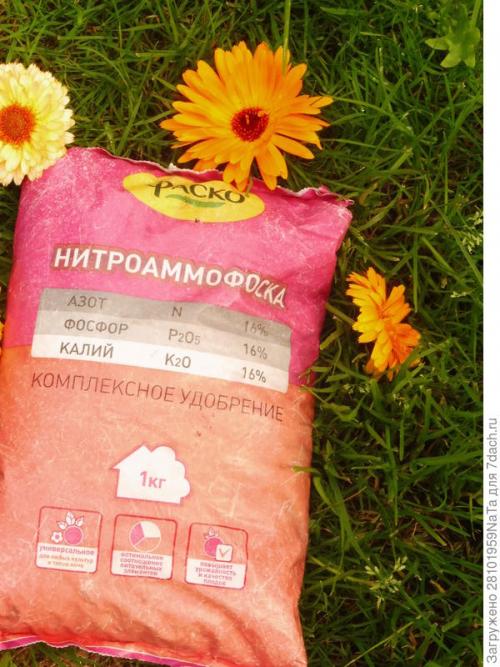 Каковы особенности внешнего вида огурца длинного названия. Длинноплодные огурцы в любом виде хороши