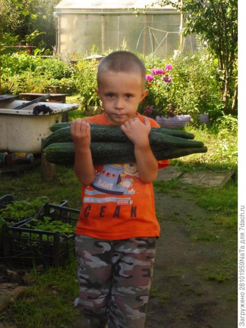 Каковы особенности внешнего вида огурца длинного названия. Длинноплодные огурцы в любом виде хороши