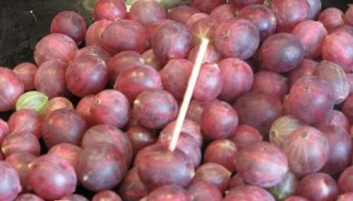 Варенье из крыжовника черного. 20 рецептов ароматного варенья из крыжовника 22