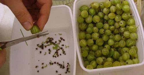 Варенье из крыжовника черного. 20 рецептов ароматного варенья из крыжовника 26