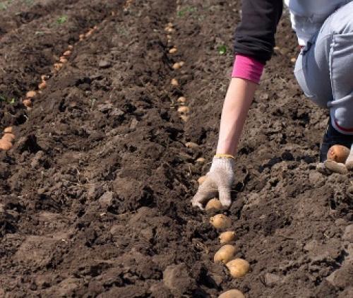 Какие удобрения вносить осенью под картофель. Удобрение почвы перед посадкой картофеля