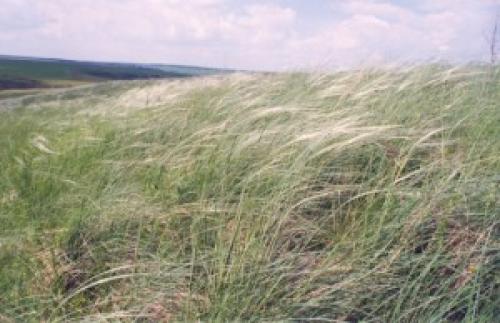 Ковыль вред и польза. Ковыль