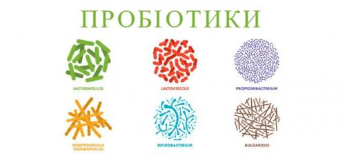 Сенная палочка для человека вред и польза. Bacillus subtilis противовирусные, антибактериальные, иммуномодулирующие
