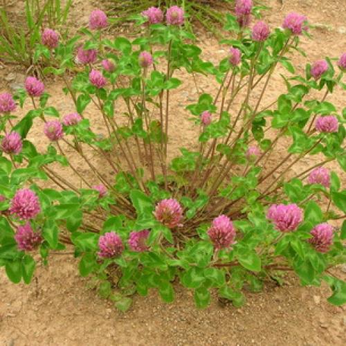 Какое жилкование листьев у клевера ползучего. Жилкование клевера ползучего и лугового 15