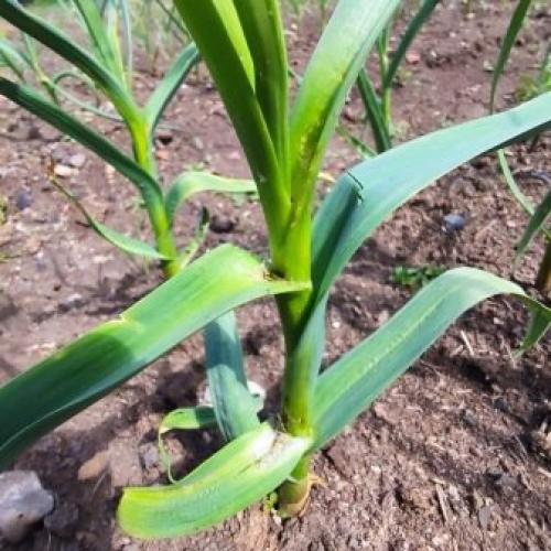 Способы посадки озимого чеснока. Подготовка грядки под озимый чеснок 14 Способы посадки озимого чеснока. Подготовка грядки под озимый чеснок 14