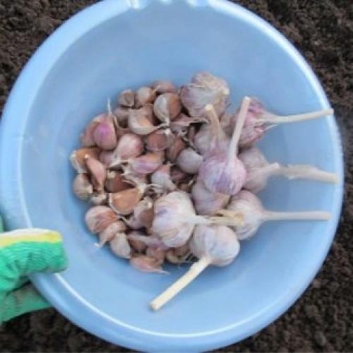 Способы посадки озимого чеснока. Подготовка грядки под озимый чеснок 15 Способы посадки озимого чеснока. Подготовка грядки под озимый чеснок 15