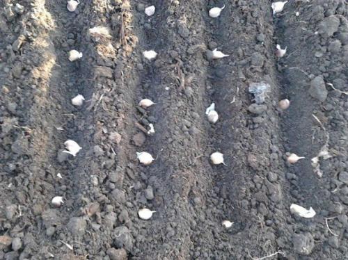 Способы посадки озимого чеснока. Подготовка грядки под озимый чеснок 05 Способы посадки озимого чеснока. Подготовка грядки под озимый чеснок 05