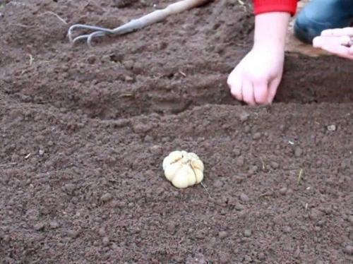 Способы посадки озимого чеснока. Подготовка грядки под озимый чеснок 04 Способы посадки озимого чеснока. Подготовка грядки под озимый чеснок 04